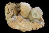 Botryoidal Chalcedony Stalactite Formation - Morocco #127989-1